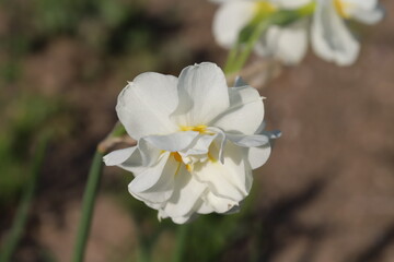 日本の春の庭に咲く八重咲きの白いスイセンの花