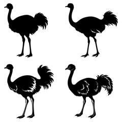 Four black silhouette illustrations of ostriches in various poses on a white background image style