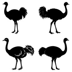 Four silhouette depictions of ostriches in various poses against a white background plain and simple