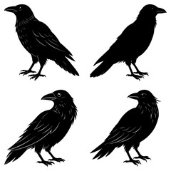 Fototapeta premium Four silhouette ravens standing in various poses against a white background illustration art