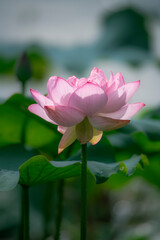 Obraz premium In the lotus pond with green leaves, beautiful lotus flowers are blooming in different postures.