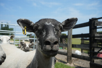Close-up of a sheep with a black and white face and yellow ear tag in a sunny, rural farm setting...