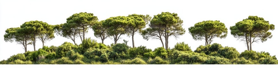 A high-resolution image features a cluster of lush green trees on a transparent background