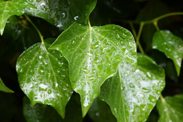 Close up of water droplets on vibrant ivy leaves, creating a fresh and lush appearance in England.