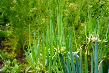 Spring onion arrows with live bulb sprouts in the garden as a concept for growing organic food in summer on your own
