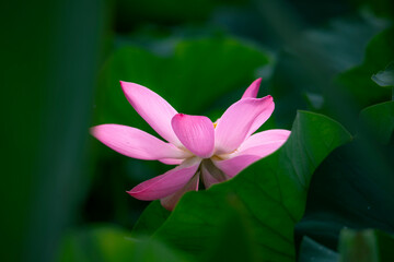 In the lotus pond with green leaves, beautiful lotus flowers are blooming in different postures.