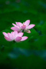 Fototapeta premium In the lotus pond with green leaves, beautiful lotus flowers are blooming in different postures.