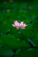 In the lotus pond with green leaves, beautiful lotus flowers are blooming in different postures.