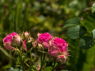Sunlit Cluster of Pink Rose Buds and Opening Blooms