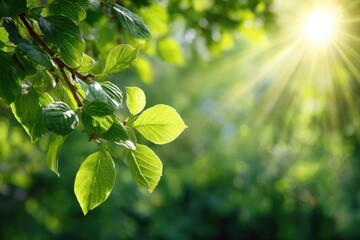 Fresh spring leaves bathed in sunlight (1)