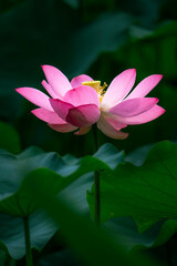 Obraz premium In the lotus pond with green leaves, beautiful lotus flowers are blooming in different postures.