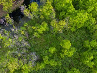 Naklejka premium the beauty of Indonesia with mangrove forests and beaches at sunset