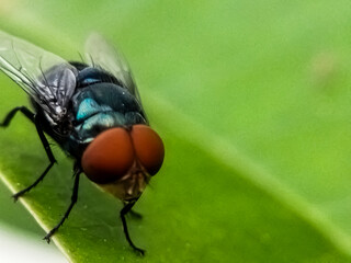 Chrysomya megacephala, more commonly known as the oriental latrine fly or oriental blue fly....