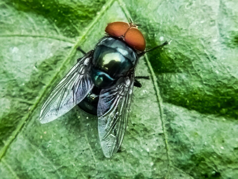Cochliomyia hominivorax, the New World screw-worm fly, or screw-worm for short, is a species of parasitic fly that is well known for the way in which its larvae (maggots) eat the living tissue.