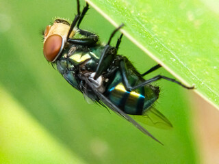 Cochliomyia hominivorax, the New World screw-worm fly, or screw-worm for short, is a species of parasitic fly that is well known for the way in which its larvae (maggots) eat the living tissue