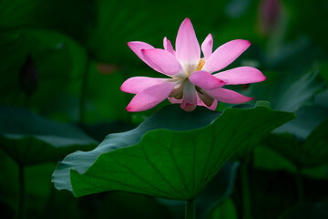 In the lotus pond with green leaves, beautiful lotus flowers are blooming in different postures.