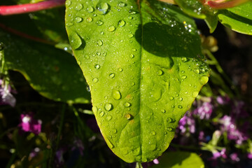 Close-up of vibrant green leaf with sparkling water droplets in sunlight, showing clear veins and...