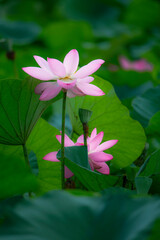 In the lotus pond with green leaves, beautiful lotus flowers are blooming in different postures.