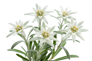 Fototapeta premium Exquisite arrangement of edelweiss flowers blooming against a clean white background for presentation, edelweiss, flower, flowers, bloom, blooming, alpine, mountain, white, close up, macro, nature, fl