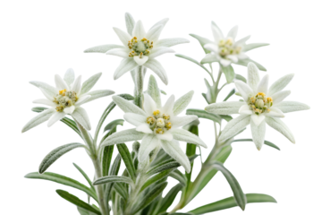 Exquisite arrangement of edelweiss flowers blooming against a clean white background for presentation, edelweiss, flower, flowers, bloom, blooming, alpine, mountain, white, close up, macro, nature, fl