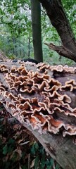 forest in autumn with fungus 