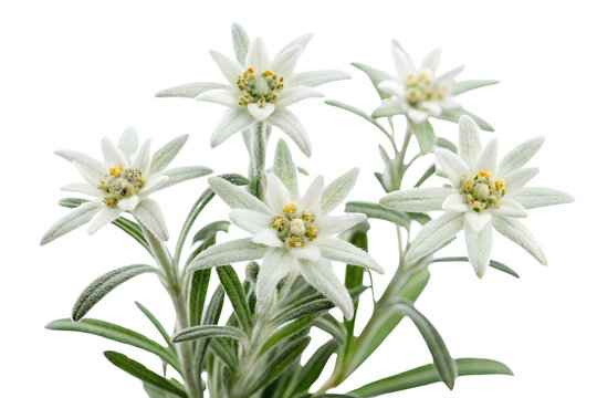 Exquisite arrangement of edelweiss flowers blooming against a clean white background for presentation, edelweiss, flower, flowers, bloom, blooming, alpine, mountain, white, close up, macro, nature, fl