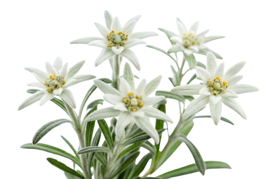 Exquisite arrangement of edelweiss flowers blooming against a clean white background for presentation, edelweiss, flower, flowers, bloom, blooming, alpine, mountain, white, close up, macro, nature, fl