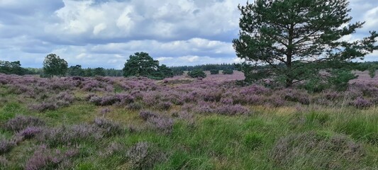 Obraz premium field of heather