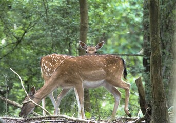 white tailed deer in forest 