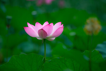Obraz premium In the lotus pond with green leaves, beautiful lotus flowers are blooming in different postures.