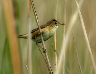 robin in the grass