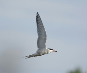 Common tern in flight 