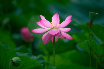 Fototapeta premium In the lotus pond with green leaves, beautiful lotus flowers are blooming in different postures.
