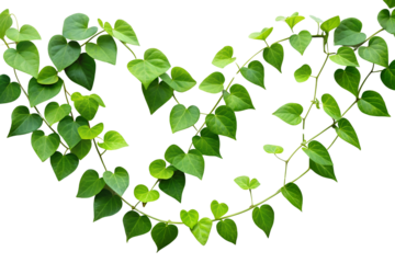 Lush green vine with heart shaped leaves isolated on solid PNG background, vine, heart-shaped leaves, green leaves, black background, nature, plant, botanical, foliage, close up, texture, isolated, 
