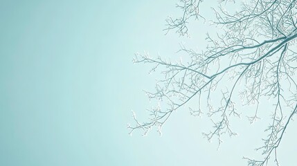 Fototapeta premium Frozen branches against a pale sky
