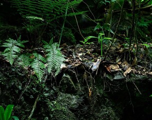 a beautiful view of lush green forest
