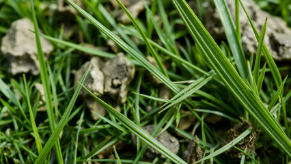 Obraz premium Detailed grass background with detailed surface elements, background asset for posters or flyers. Professional quality visual asset