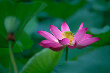 Fototapeta premium In the lotus pond with green leaves, beautiful lotus flowers are blooming in different postures.