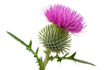 Vibrant macro photography of a purple thistle blossom against a PNG background, thistle, flower, bloom, blossom, purple, pink, nature, plant, macro, close up, botanical, flora, thorny, spiky, sharp,
