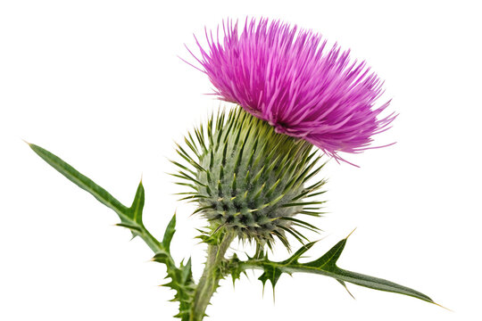 Vibrant macro photography of a purple thistle blossom against a PNG background, thistle, flower, bloom, blossom, purple, pink, nature, plant, macro, close up, botanical, flora, thorny, spiky, sharp,