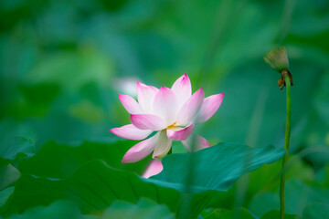 Obraz premium In the lotus pond with green leaves, beautiful lotus flowers are blooming in different postures.