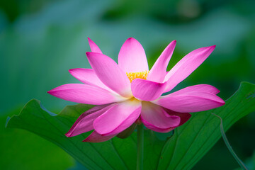 Fototapeta premium In the lotus pond with green leaves, beautiful lotus flowers are blooming in different postures.