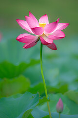 Obraz premium In the lotus pond with green leaves, beautiful lotus flowers are blooming in different postures.