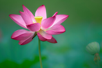 Obraz premium In the lotus pond with green leaves, beautiful lotus flowers are blooming in different postures.