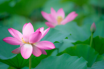 Fototapeta premium In the lotus pond with green leaves, beautiful lotus flowers are blooming in different postures.