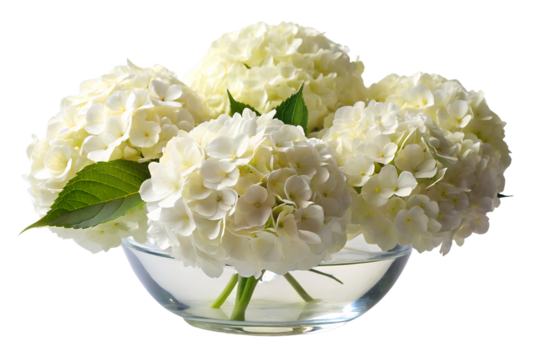 Elegant white hydrangea flowers in a glass bowl against a PNG black background, hydrangea, white, flowers, floral, bloom, blossoms, petals, vase, glass, bowl, arrangement, nature, beauty, elegant, fr