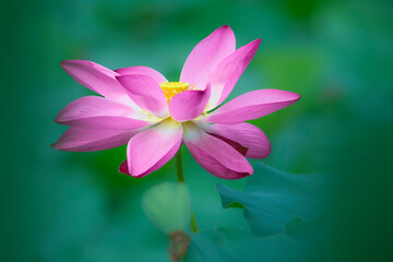 In the lotus pond with green leaves, beautiful lotus flowers are blooming in different postures.
