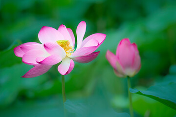 Fototapeta premium In the lotus pond with green leaves, beautiful lotus flowers are blooming in different postures.