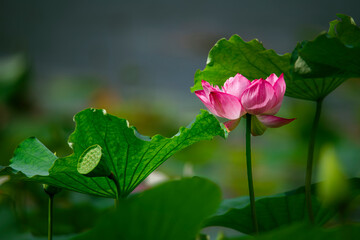 In the lotus pond with green leaves, beautiful lotus flowers are blooming in different postures.