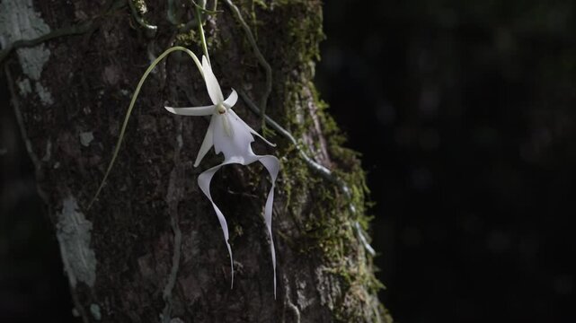 Close up shot of a white orquidea fantasma orchid with long, slender petals hangs from a tree trunk